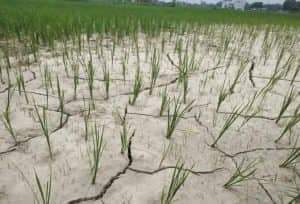 अझै परेन पानी,भएन रोपाइँ किसानहरु चिन्तित भोकमरी हुने चिन्ता