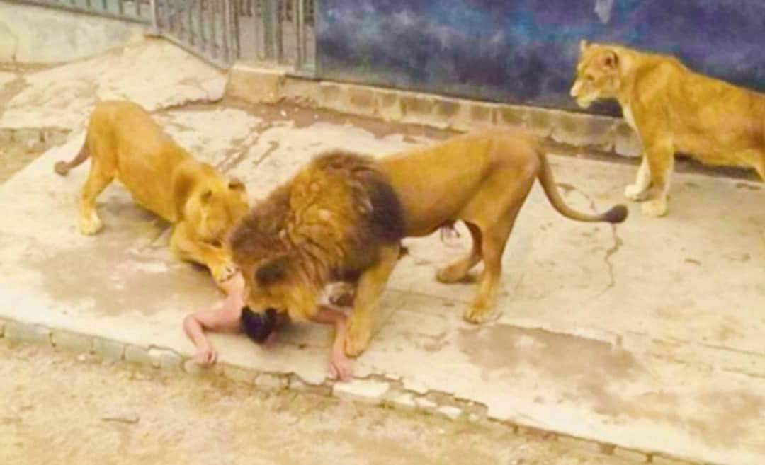 चिडियाखाना भित्र सिंहले तारबार नजिक पुगेका एक व्यक्तिलाई खायो