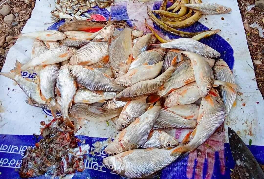 सरकारले भारतबाट नेपालमा आयातित माछाहरु बिक्रीमा रोक लगायो