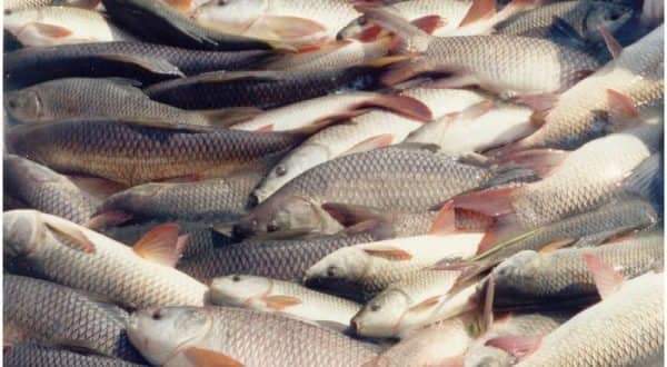 भन्सार छलेर ल्याएको २ टन माछा जिल्ला प्रशासन चितवनद्वारा नष्ट