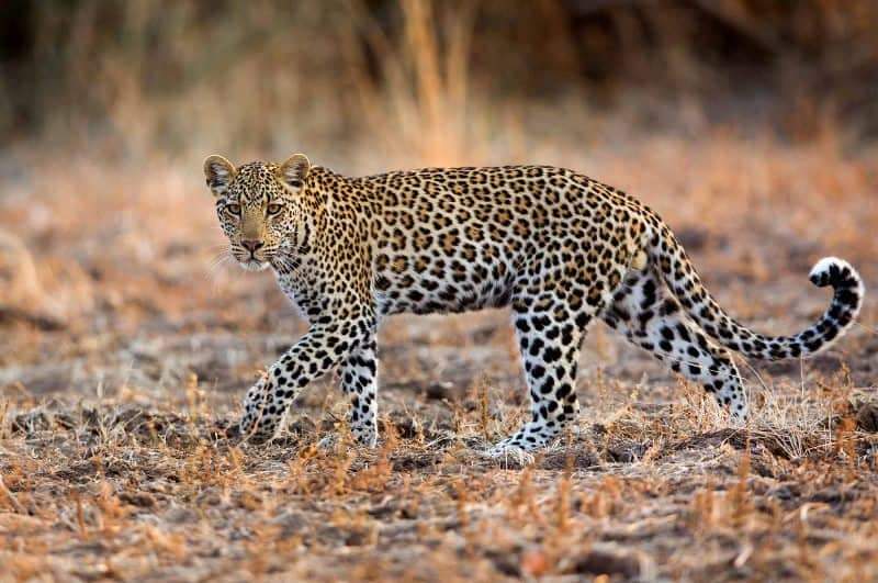 बर्दियामा चितुवा बाघ दिनहुँ बस्ती पस्न थालेपछि स्थानीयहरु त्रसित भएका छन् ।