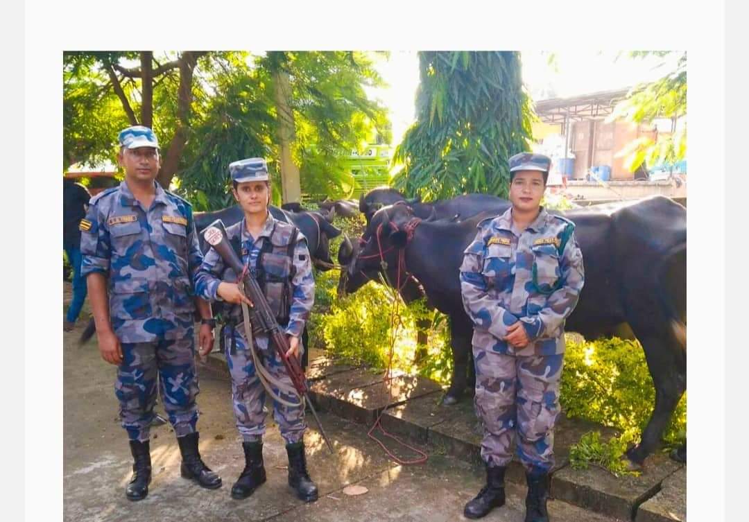 सशस्त्र प्रहरी धनगढीद्वारा भन्सार छलि ल्याएको भैसीहरु पक्राउ
