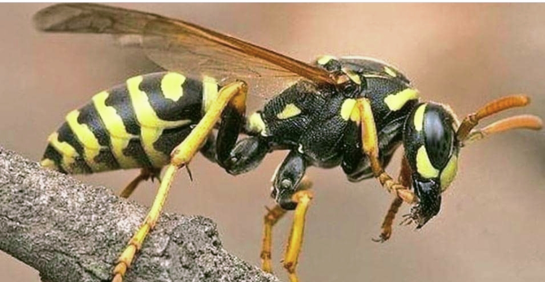 अरिङ्गालले चिलेर एक युवाको मृत्यु