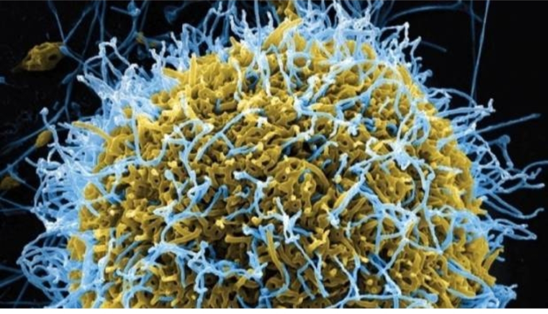 इबोलाबाट मृत्यु हुनेको संख्या २४ पुग्यो