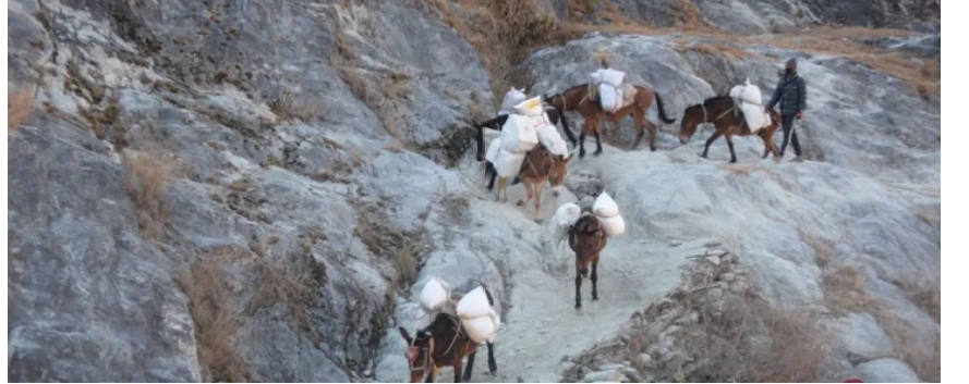 हिउँले पुरिएर ४५ खच्चड मरे