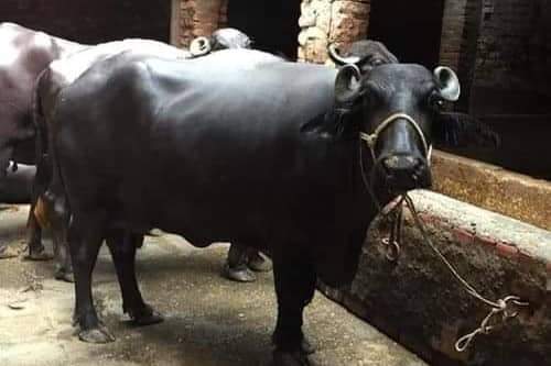 मन्दिरमा राँगोको मार हान्न ३ लाख १५ हजारको बोल-कबोल