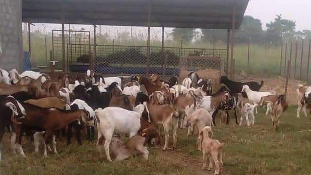 महेन्द्रनगरमा खसीबोका बिक्री नहुँदा किसानहरुको चाडबाड खल्लो