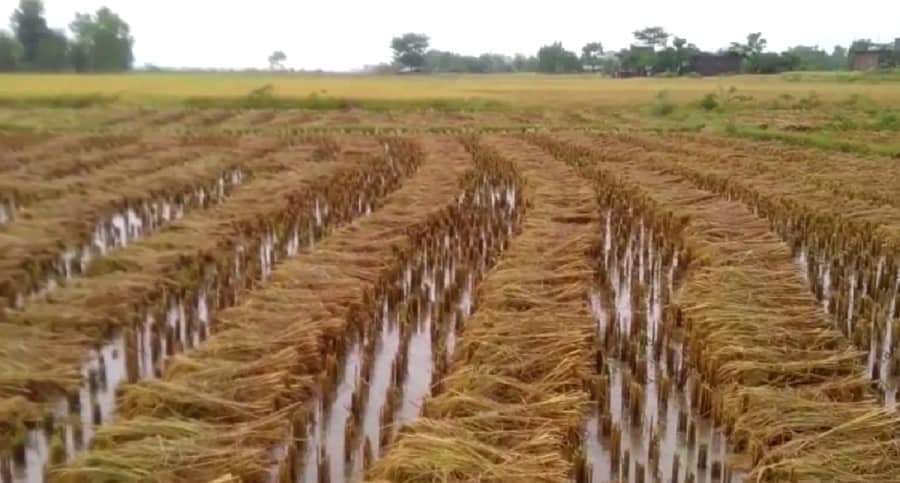 कपिलवस्तुमा हावाहुरी सहितको अविरल वर्षाले पाकेको धान खेतमै डूब्यो