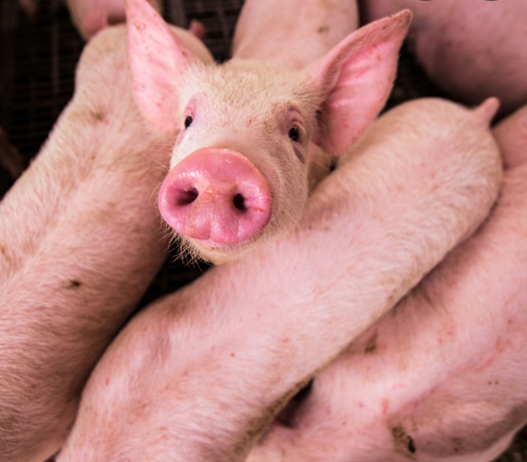 स्याङजाको पुतली बजारमा बङ्गुरमा ‘अफ्रिकन स्वाईन फिवर’