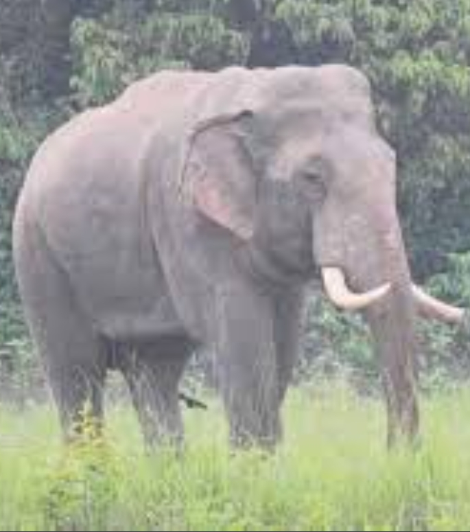 हात्ती मृत भेटियो