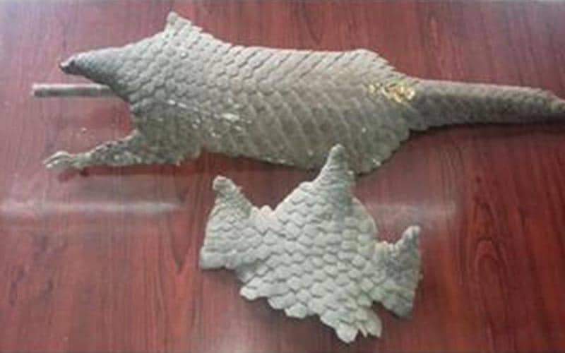 काठमाडौँबाट प्रहरीले दुर्लभ वन्यजन्तु सालकको खपटासहित २ जना पक्राउ