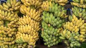 ३ महिनामा भारतबाट १६ करोडको केरा नेपाल आयात