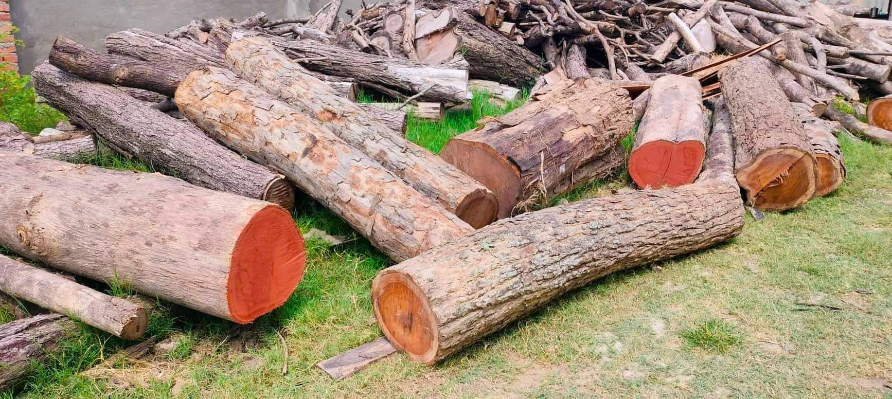 बिजयनगरमा वन कर्मचारीको मिलोमतोमा खुलेआम काठ तस्करी सशस्त्र र नेपाल प्रहरी मौन ?