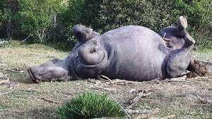 राष्ट्रिय निकुञ्जमा २ गैंडा मृत फेला