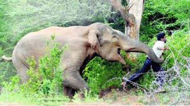 जंगली हात्तीको आक्रमणबाट ४ जना घाइते अस्पतालमा उपचार हुँदै