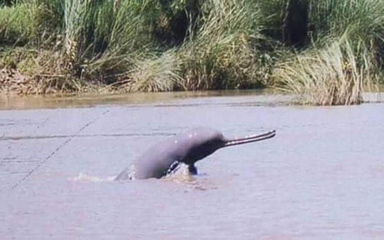 नारायणी नदीमा डल्फिन देखिन थाल्यो