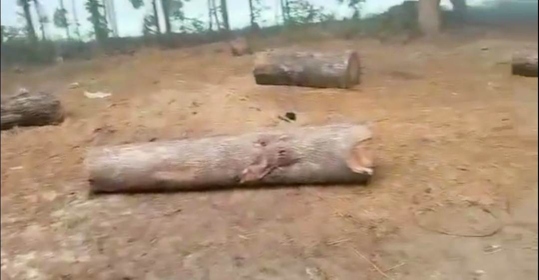 होलीको मौका छोपेर कपिलवस्तुमा बन कर्मचारी र बन प्रहरी मिलेर काठ तस्करी