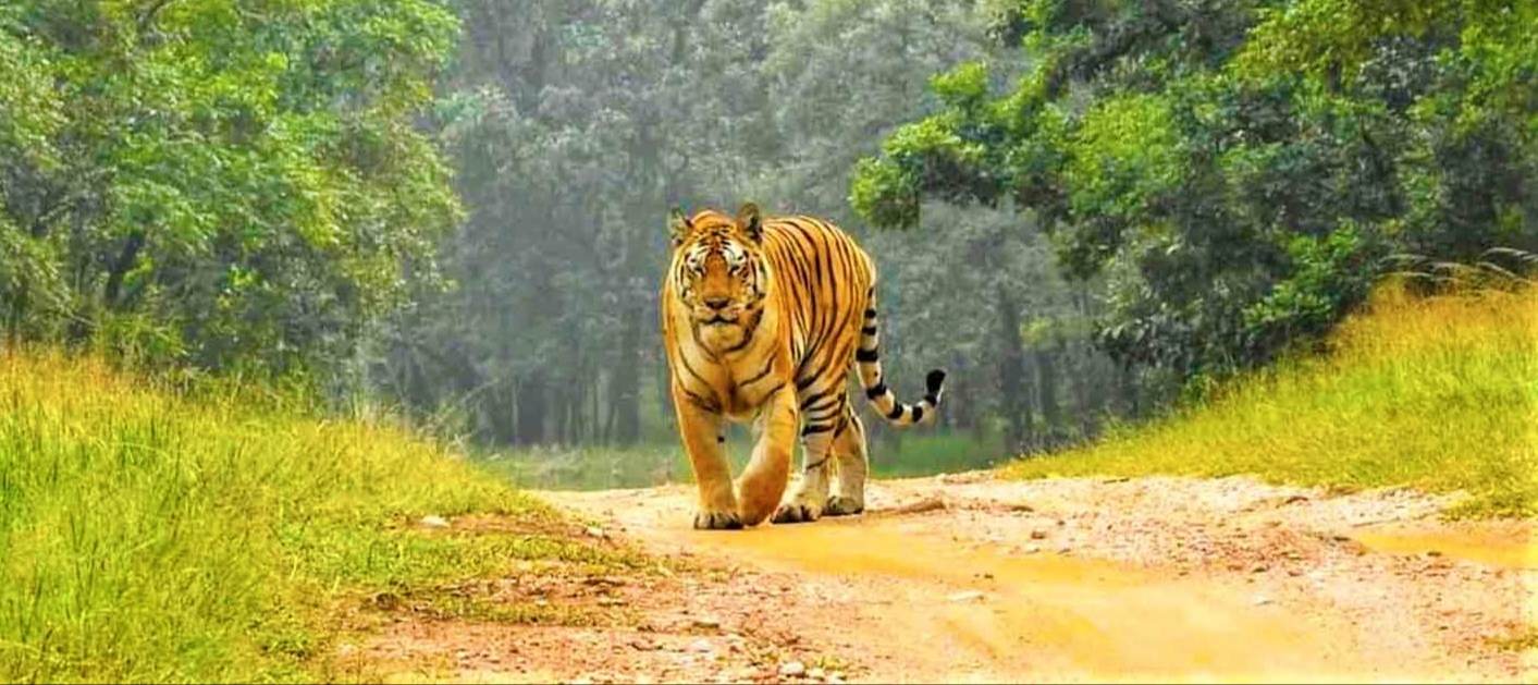 धनगढीको समुदायक बनमा बाघ देखिन्न थालेपछी स्थानीयवासीहरु त्रसित