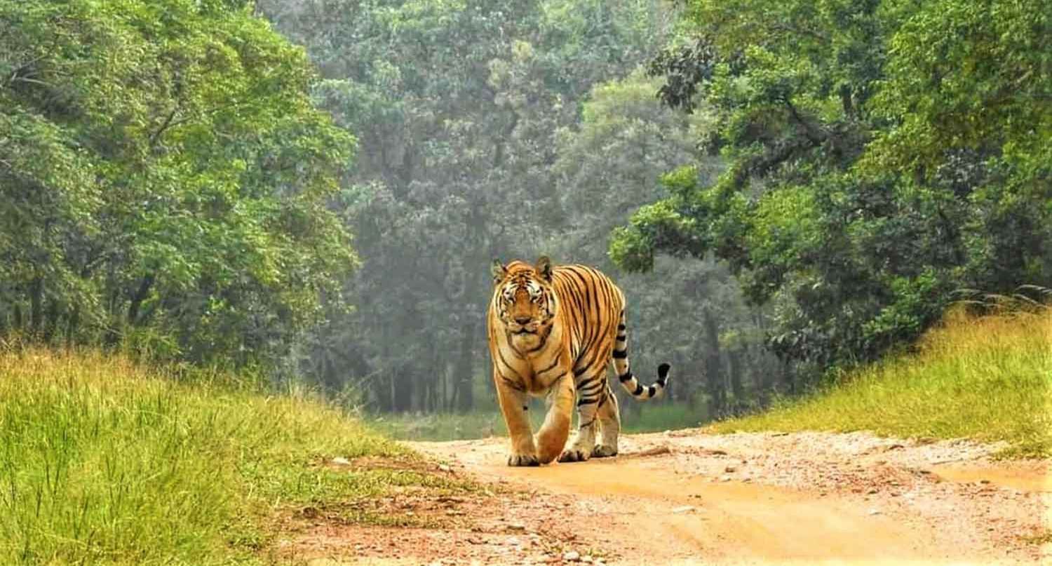 बर्दियाको मधुवन वनमा बाघको आक्रमणबाट २ जनाको मृत्यु