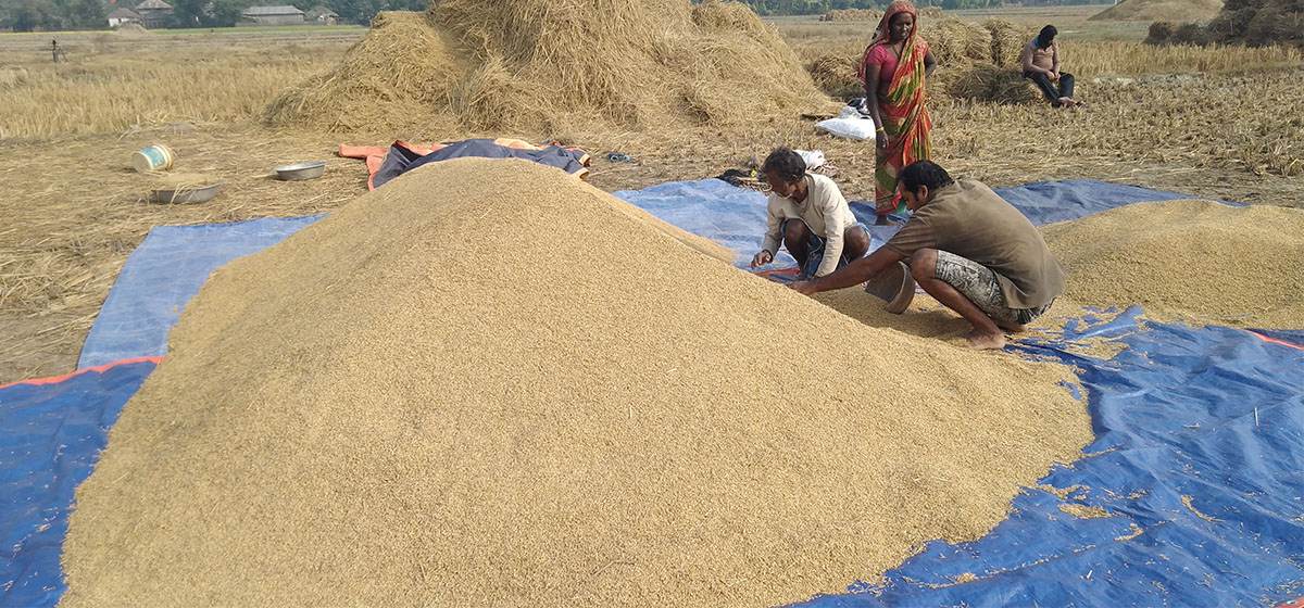 बाँकेमा यस बर्ष लक्ष्यभन्दा कम धान खरिदबिक्री