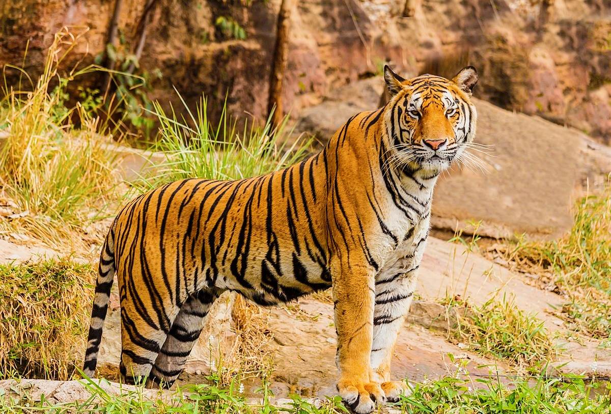 घाँस काट्न गएकी महिलालाई बाघको आक्रमणबाट एक जनाको मृत्यु