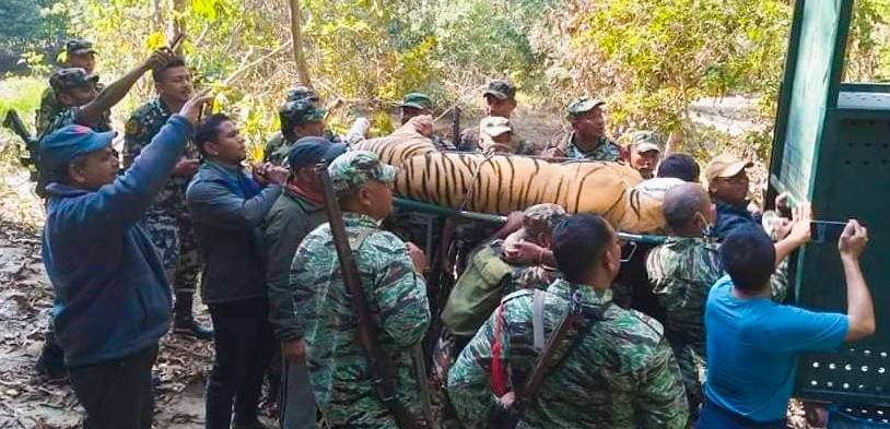 कञ्चनपुरमा महिलालाई मार्ने पाटे बाघलाई नियन्त्रणमा
