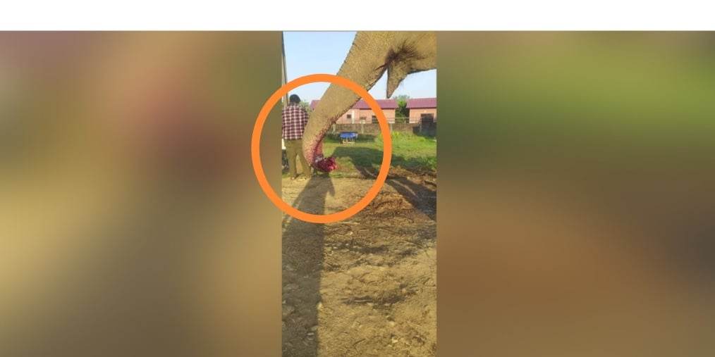 चितवनको सौराहामा अज्ञात समुहले एक हात्तीको सुँड काटियो प्रहरीको अनुसन्धान
