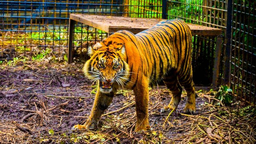 गाउँमा आतङ्क मच्चाउँदै आएको बाघलाई नियन्त्रणमा आयो