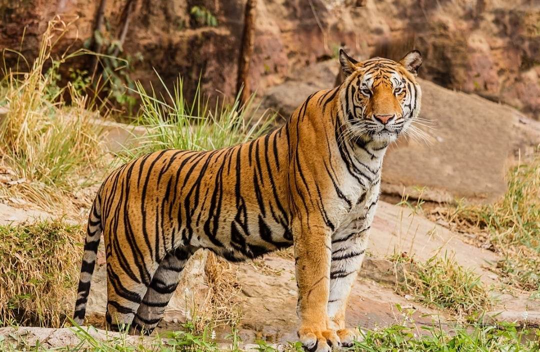 चितवन राष्ट्रिय निकुञ्जमा ७ वर्षमा ३० वटा बाघहरु मरे