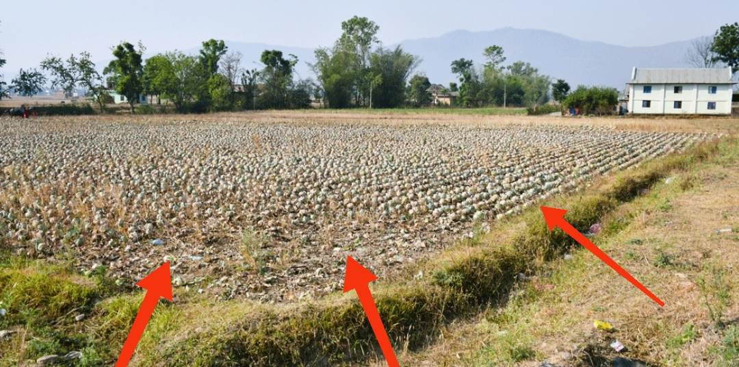 दाङमा बजार भाउ नपाएपछि बारीमै सुक्यो बन्दागोभी किसान चिन्तित हुँदै