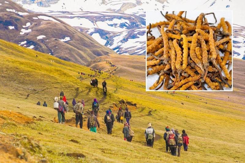 दर्चुलामा यार्सागुम्बा सङ्कलन गर्न गएको युवकलाई ढुङ्गाले लागेर मृत्यु
