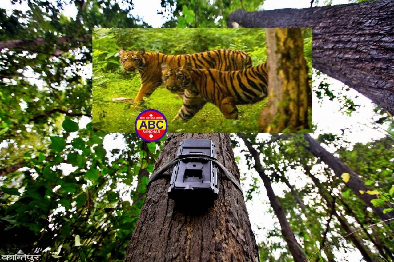 बाघले मान्छे मार्न थालेपछी गतिविधि निगरानी गर्न क्यामेराहरु जंगलमा जडान