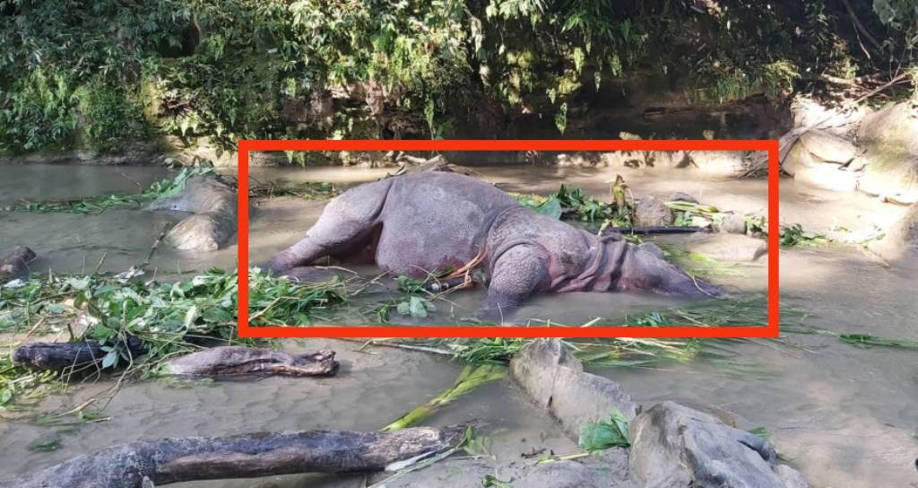 चितवन राष्ट्रिय निकुञ्जमा फेरि दुई गैंडाको बच्चा मृत फेला