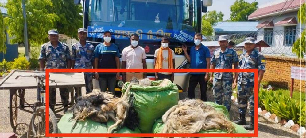 सशस्त्र प्रहरी बल महोत्तरीले ५ सय ५६ वटा चौरी गाईको पुच्छरसहित ४ जना पक्राउ