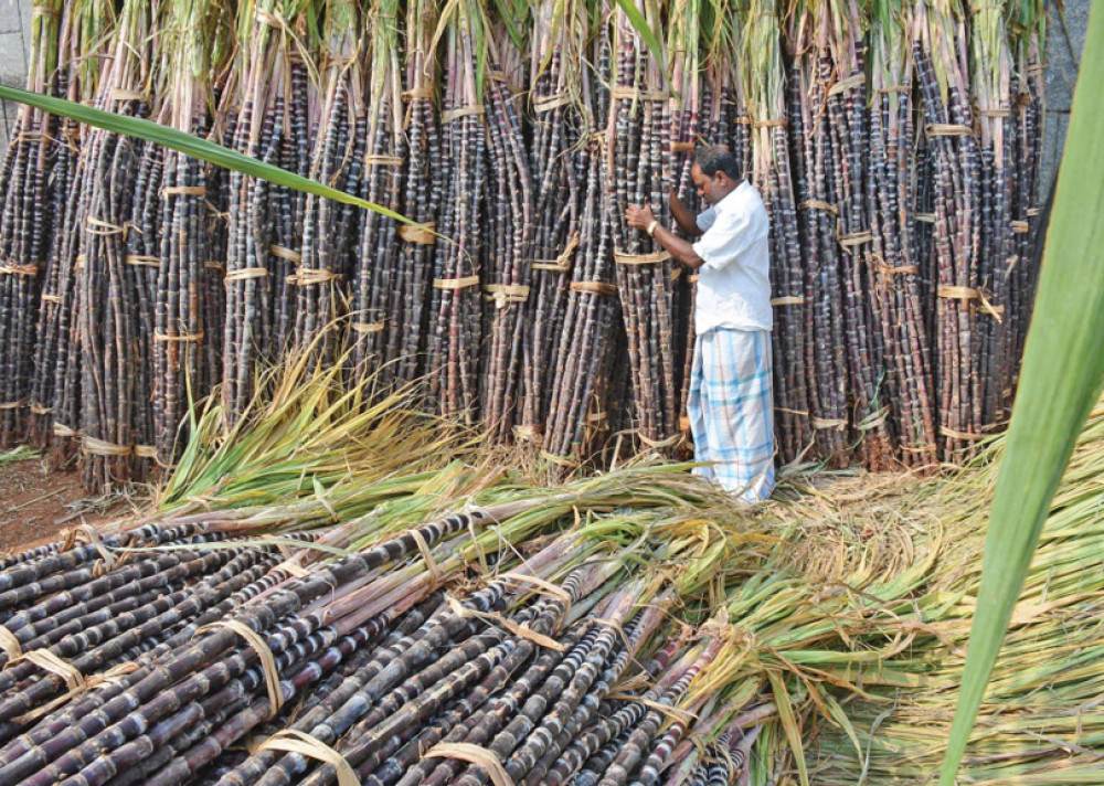 चर्को गर्मीले कंचनपुरमा उखु खेतमै सुक्न थाले उखु किसानहरु चिन्तित