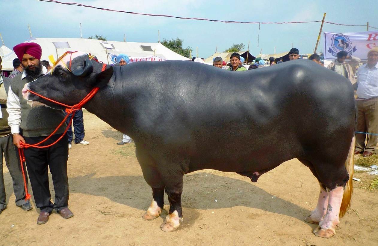 भाइरल मुर्रा राँगा नेपाल आइपुग्न दुई महिना लाग्ने : पशु सेवा बिभाग