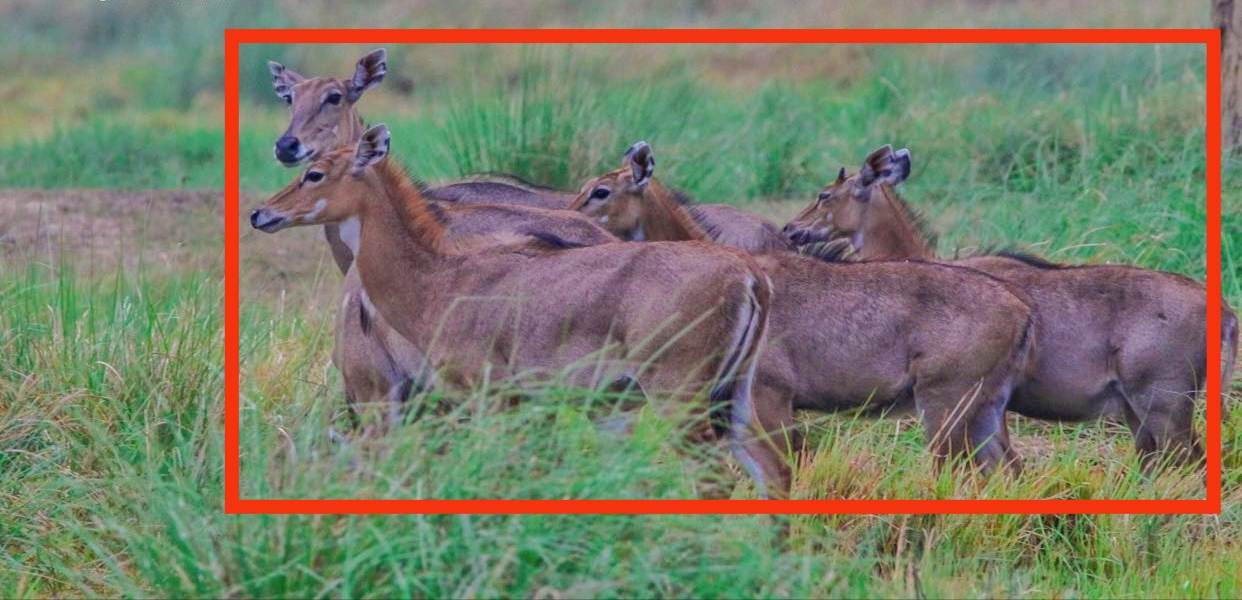 निल गाईहरुले रौतहट र सर्लाहीमा नीलगाईले बालीनाली नोक्सान गर्दै