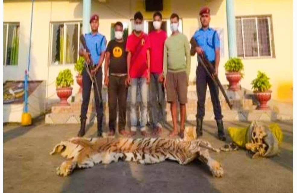 दाङ प्रहरीले अमिलियाबाट बाघको छाला र हड्डीसहित २ जना पक्राउ