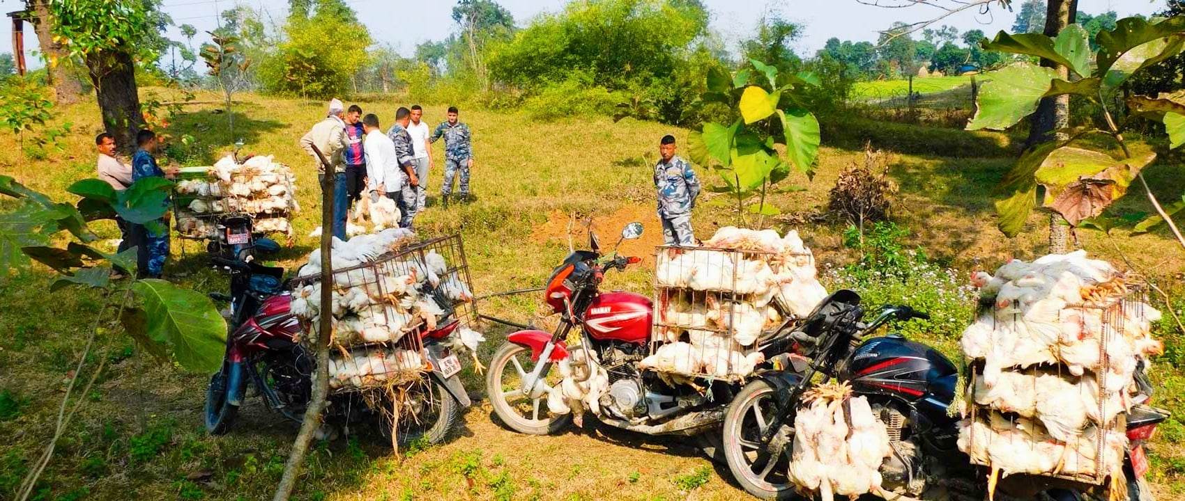 धनगढी र कञ्चनपुरमा अवैध बोइलर कुखुराहरु प्रहरीद्वारा पक्राउ