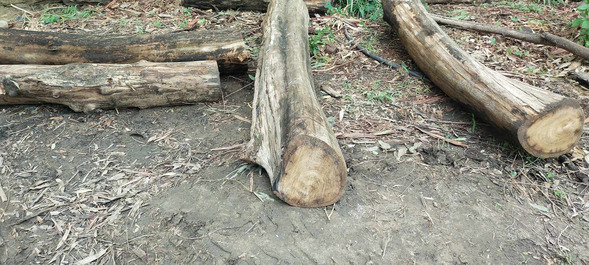 कपिलवस्तुमा तस्करले लुकाई राखेको काठ प्रहरीद्वारा पक्राउ गरी सार्वजनिक