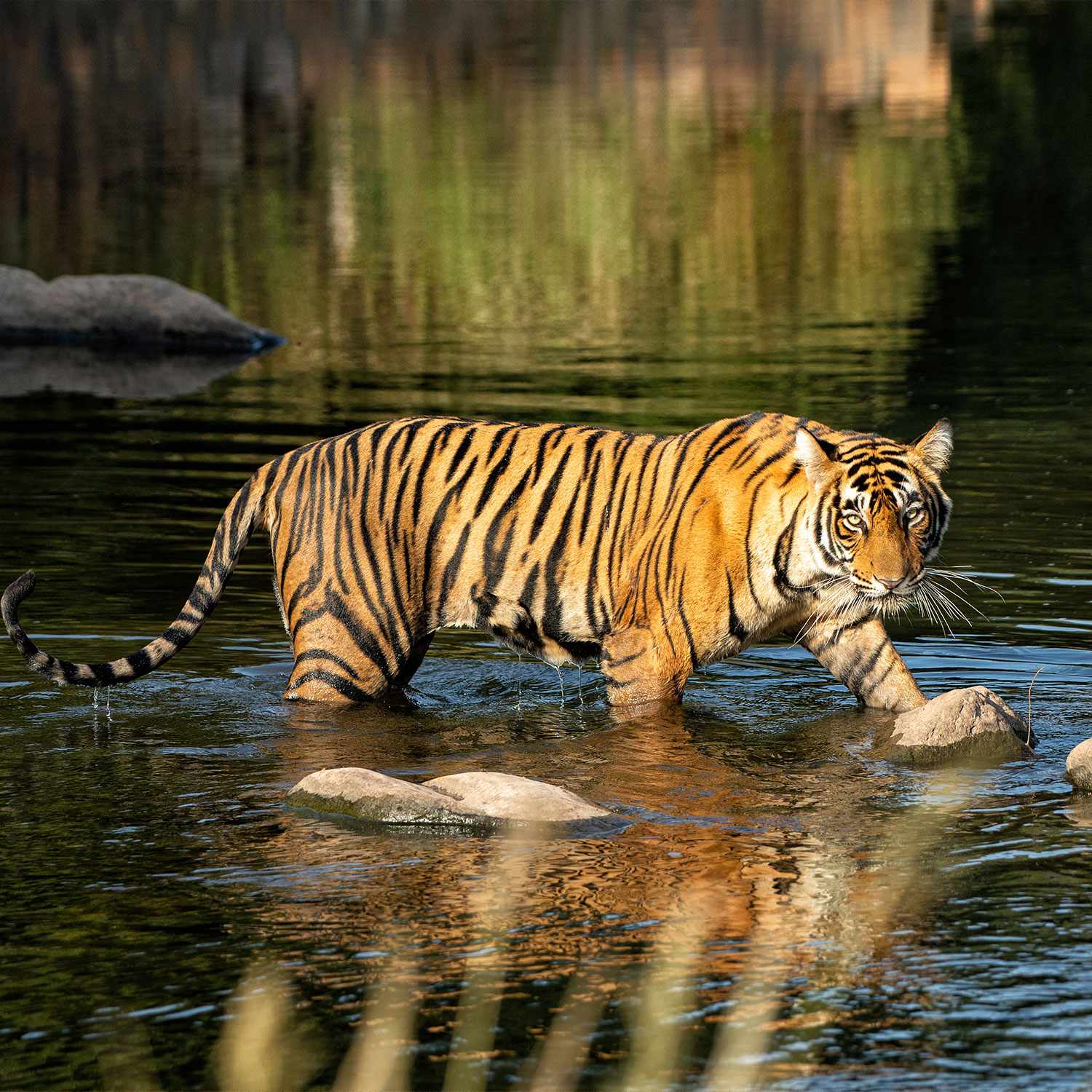 चितवनमा बाघको आक्रमणबाट एक युवकको मृत्यु