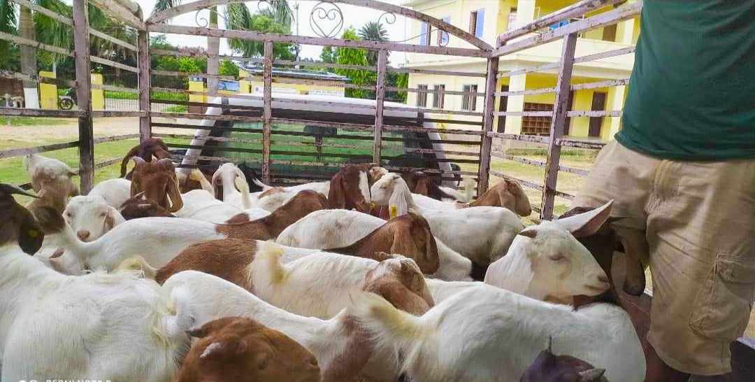 किसानको जिवन स्तर उकास्न उन्नत जातको बिउ बोका पाठी वितरण गर्दै