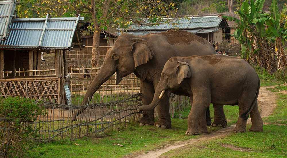 टीकापुरमा १२ बजे राति हात्तीले घर भत्कायो ज्यान जोगाउन भागाभाग