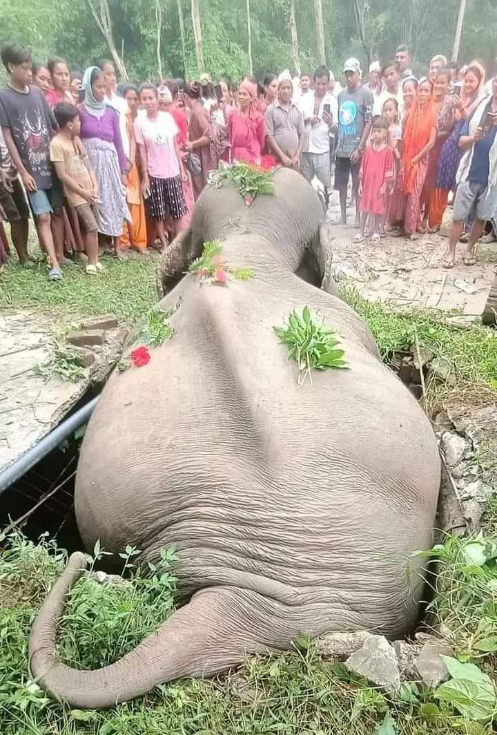 कञ्चनपुरमा सेफ्टी ट्याङ्कीमा परेर जङ्गली हात्तीको मृत्यु