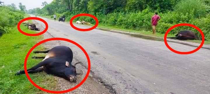 कपिलवस्तु जितपुर सडक खण्डमा भएको गौ हत्याको निष्पक्ष छानबिनको माग