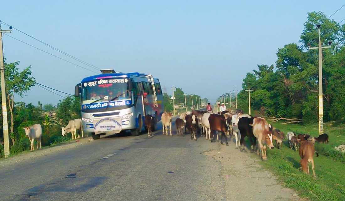 धनगढीमा छाडा पशु चौपायाले यातायात आवतजावतमा असहजता दुर्घटनाको जोखिम