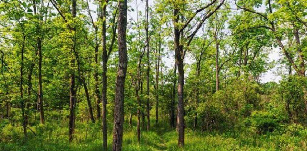कपिलवस्तुको सामुदायिक जंगलमा भेटियो मानव कंकाल प्रहरी अनुसन्धान