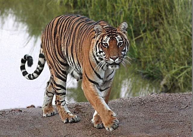 पर्सामा बाघको आक्रमणबाट एकजनाको मृत्यु