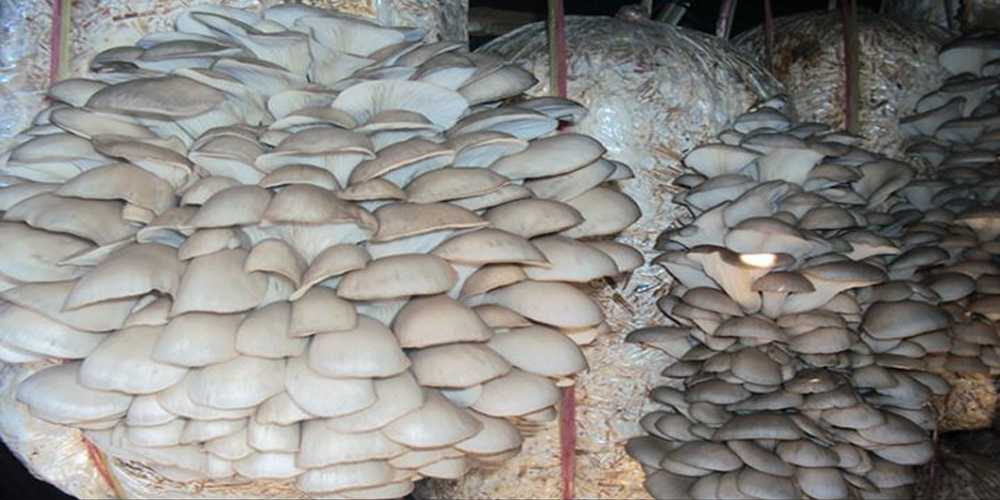 दाङमा जङ्गली च्याउ खाँदा एकको मृत्यु