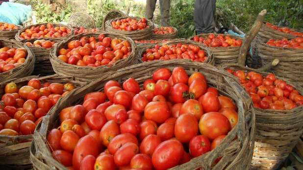 प्रतिकिलो १०० रुपैयाँभन्दा माथि पुगेको टमाटरको मूल्य ४० रुपैयाँमा झर्‍यो